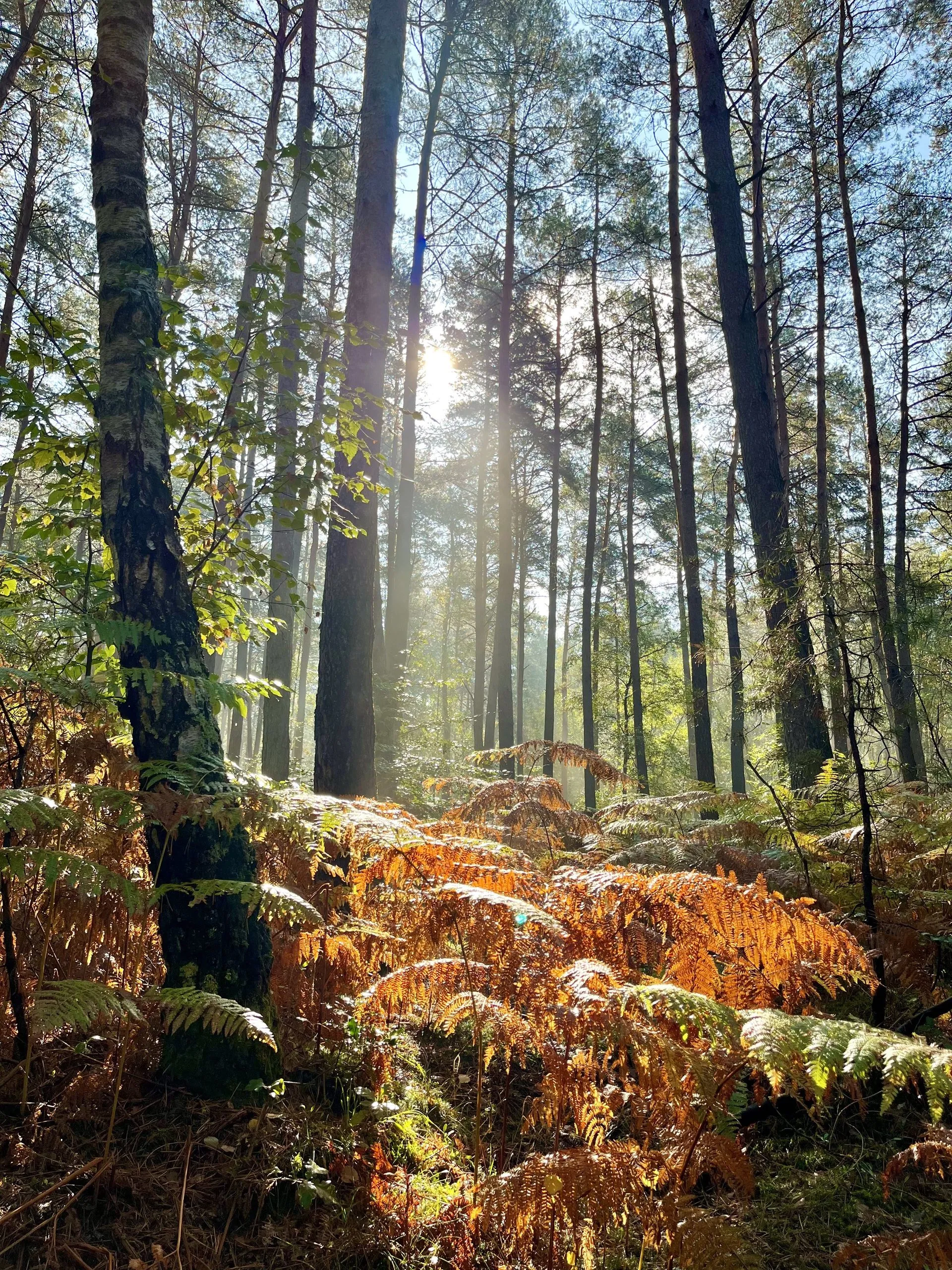 Magic forest of Fontainebleau