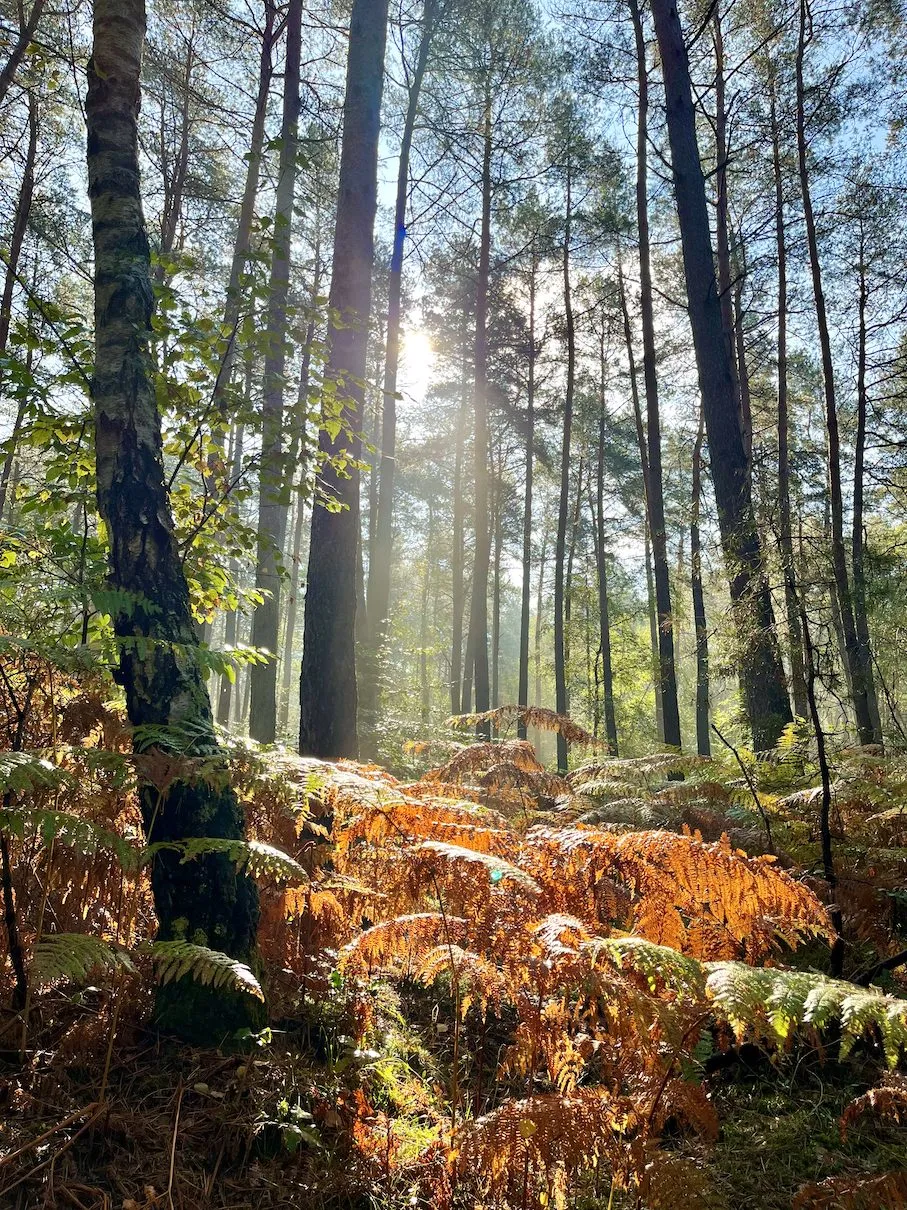 Magical fontainebleau forest
